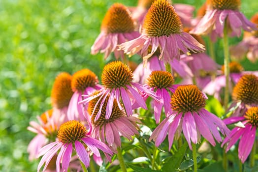 Red Sun Hat,Echinacea purpurea
