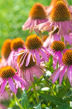 Red Sun Hat,Echinacea purpurea