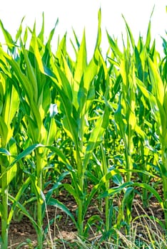 Corn in growth