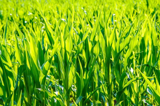 Corn in growth