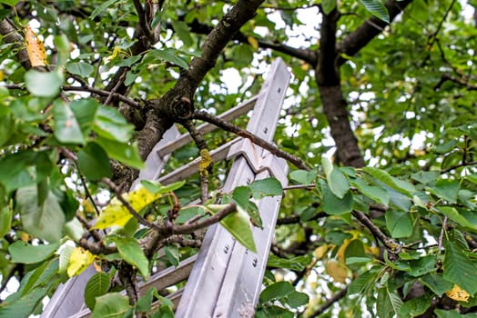 Ladder to fruit tree