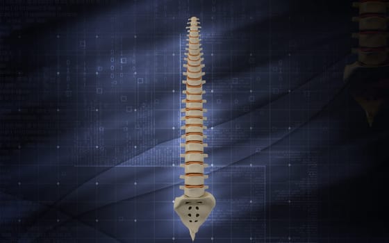 Digital illustration of back bone in colour background