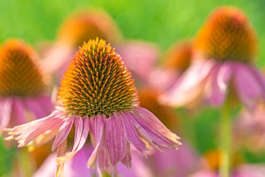 Red Sun Hat,Echinacea purpurea
