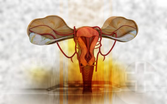 Digital illustration of Uterus in colour background