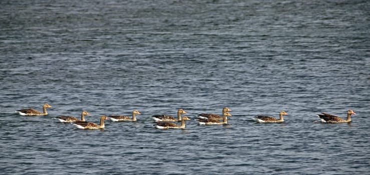 Grey geese