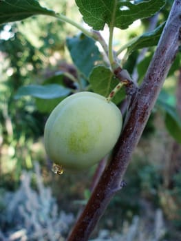 Close up of a Victoria plum