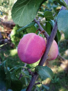 Close up of a Victoria plum