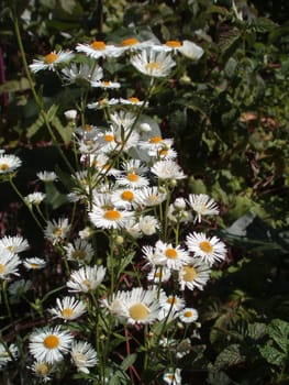 Close up of a flowers in garden