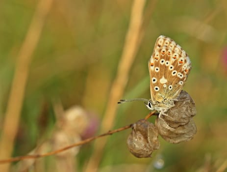 Female silver-green blueling (Polyommatus coridon)
