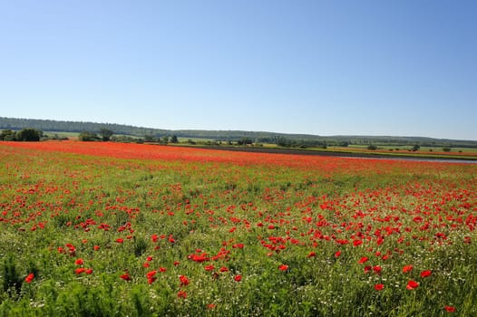 Poppy field in Burgenland