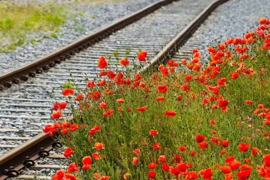 Poppies along the railway line