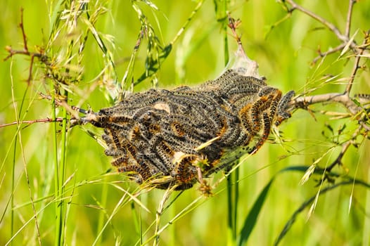 Oak procession spinner nest allergy