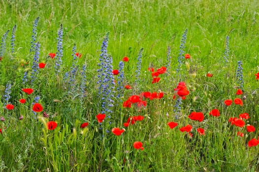 Poppy flower and nattern head in the meadow