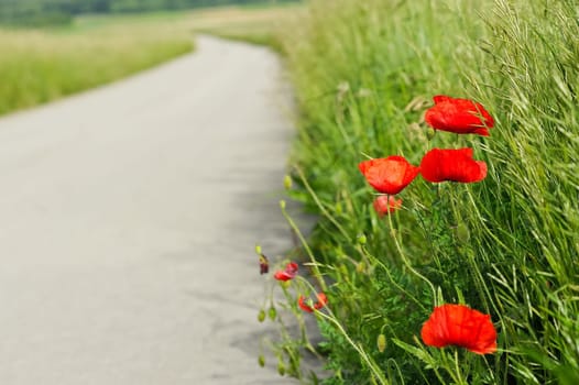 Poppy on the way