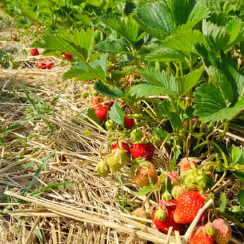 Fresh strawberries in the field