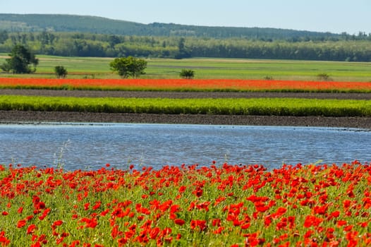 Poppies on the water