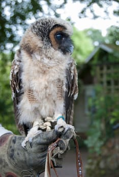 A Malaysian Brown Wood Owl (Strix leptogrammica) on a falconers' gauntlet