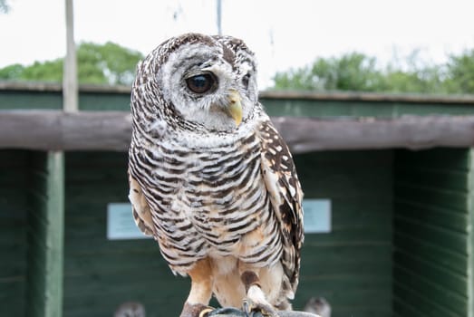 A Rufous Legged Owl (Strix rufipes)