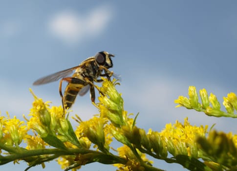 Floating fly