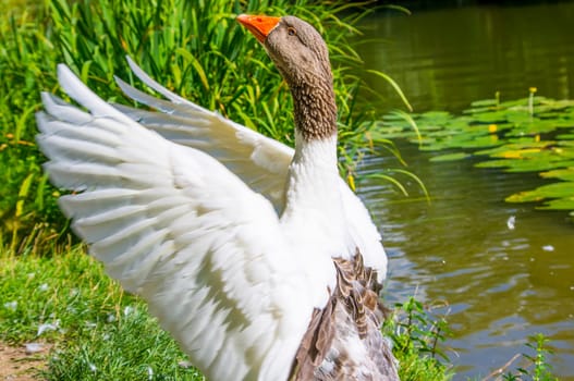 An young black head swan dabble in the water.