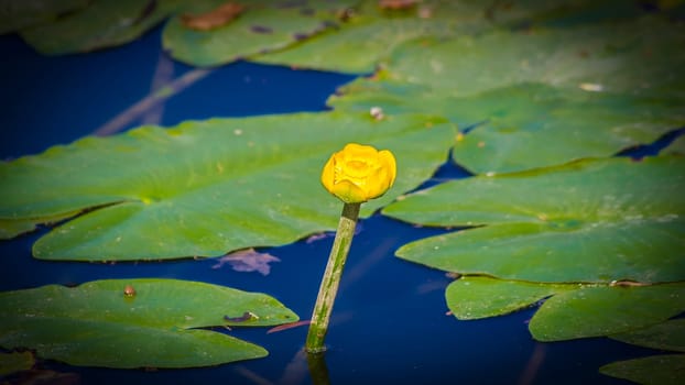 Blooming water lily on the water in the afternoon sunshine.