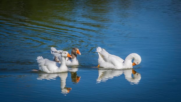 Three swan nestling sunbathing and swim about on the lake.