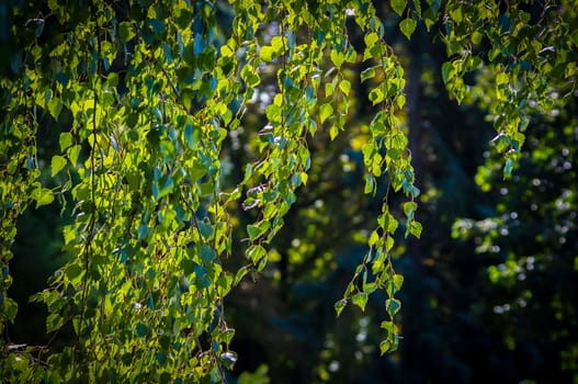Dipping birch branch in the afternoon sunshine.