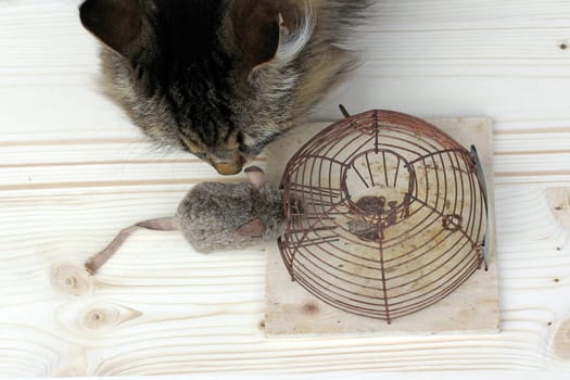 The Mousetrap and the Cat