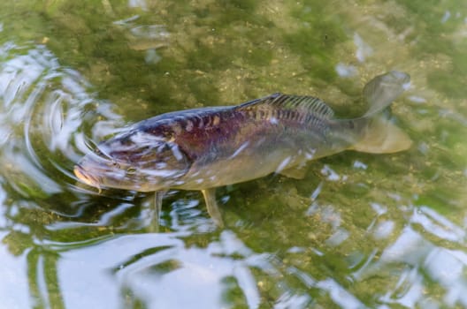 Carp,koy,ornamental carp,fish in a pond overlooking the green water.