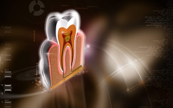 Digital illustration of teeth cross section in colour background