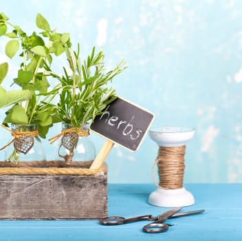 Kitchen herbs