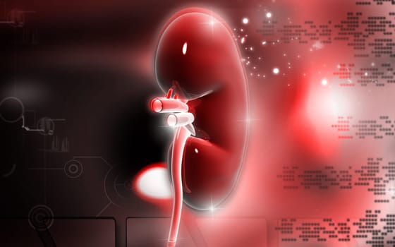 Digital illustration of kidney in colour background