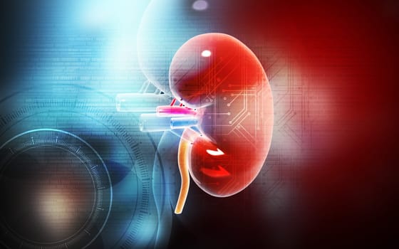 Digital illustration of kidney in colour background
