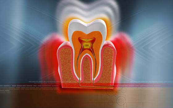 Digital illustration of teeth cross section in colour background