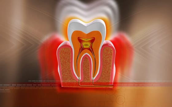Digital illustration of teeth cross section in colour background