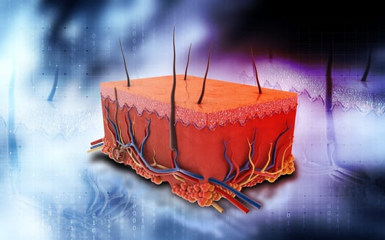 Digital illustration of Skin in colour background