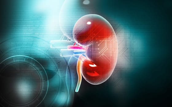 Digital illustration of kidney in colour background