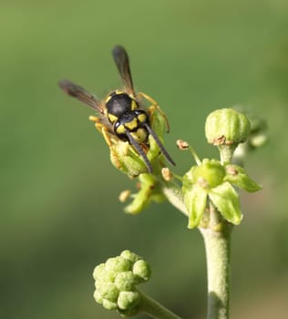 Field wasp