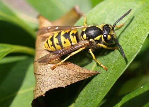 Field wasp
