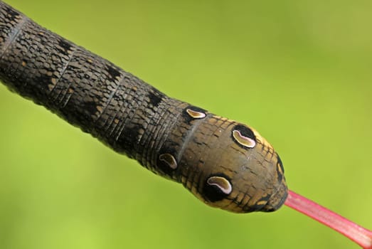Caterpillar of the Middle Wine Swarmer (Deilephila elpenor)