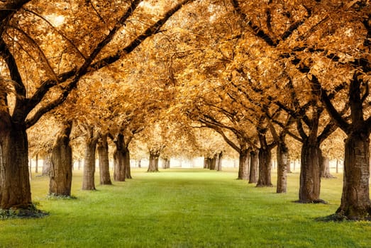 Gate system with beautiful tree avenue in magnificent autumn colours