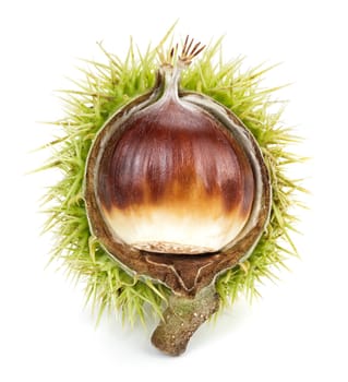 Chestnut in open shell,studio recording on white background