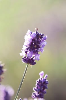 Vintage photo of Lavender in the field