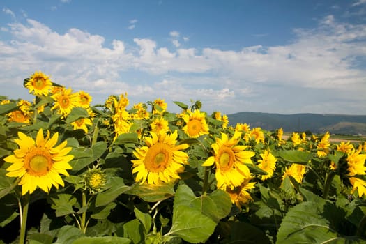 Vintage photo of blooming sunflower field