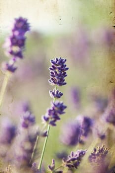 Vintage photo of Lavender in the field