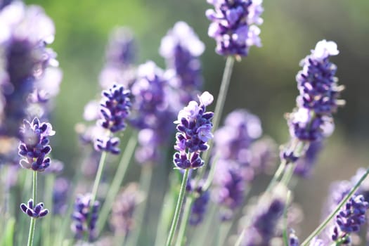 Vintage photo of Lavender in the field