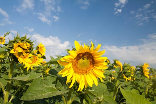 Vintage photo of blooming sunflower field