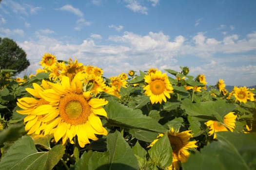 Vintage photo of blooming sunflower field