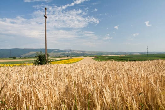 Ripe wheat field in the summer