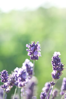 Vintage photo of Lavender in the field